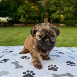 Koko - Brindle female Shih Tzu puppy in Wakefield, Rhode Island from Shih Tzu Companions in Rhode Island