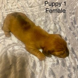 Dachshund Puppies from Bosley's Dachshunds