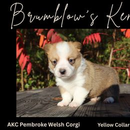 Yellow Collar - White and red male Pembroke Welsh Corgi puppy in Boaz, Alabama from Brumblow’s Kennel