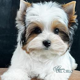 Biewer Terrier Puppies from Perfección Del Cielo Biewer Terriers