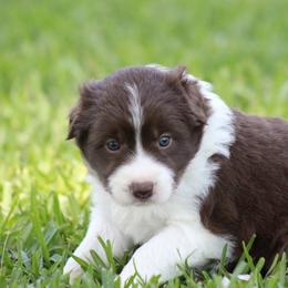Red girl 3 - Red female Border Collie puppy in Tylertown, Mississippi from Cool Meadow Farms