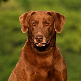 Smoke - Labrador Retriever