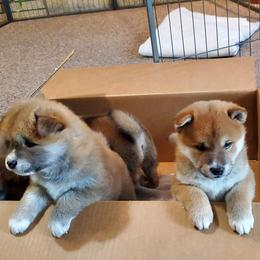 Shiba Inu Puppies from Pendragon Shiba Inu