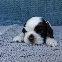 Light blue male - Brown and white male Cocker Spaniel puppy in Howell, Michigan from Robbin's Treasures