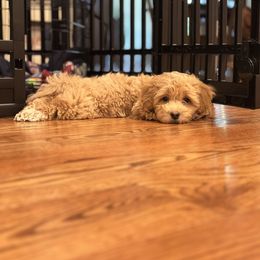 Maltipoo and Poodle Puppies from GG’s Maltipoos and Toy Poodles