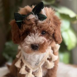 Cavapoo puppies from French Creek Doodles