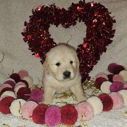 Emmi Boy 2 - Golden male Golden Retriever puppy in Niles, Michigan from Family Raised Goldens