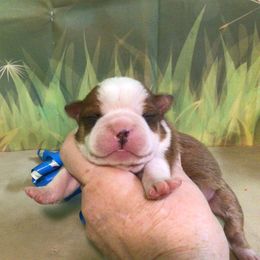 Hero - Seal and white male Boston Terrier puppy in Clarksburg, West Virginia from Pawprints Boston Terriers