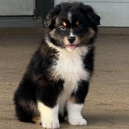 Miniature Australian Shepherd Puppies from Brijet Knipp
