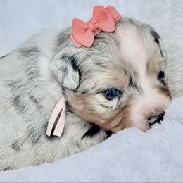 Coral collar - Blue merle female Aussiedoodle puppy in 32046, Florida from River Hill Ranch