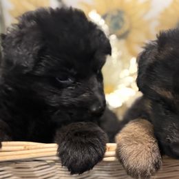 German Shepherd Puppies from Von Kingsburg Shepherds