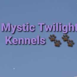 Dachshunds from Mystic Twilight Kennels