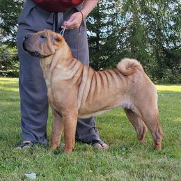 FELON - Chinese Shar-Pei