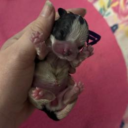 Purple - Black and white female Shih Tzu puppy in Berkeley Springs, West Virginia from Sandridge Shih Tzus