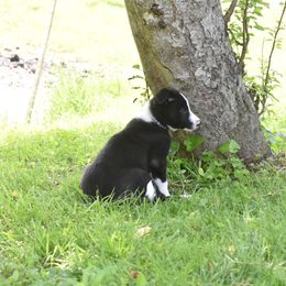 Border Collie Puppies from Porter’s Borders