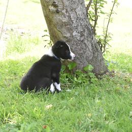 Border Collie Puppies from Porter’s Borders