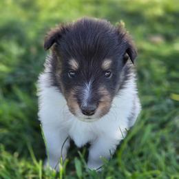 Dublin - White black and tan male Shetland Sheepdog puppy in Wiggins, Colorado from Enlia Shelties