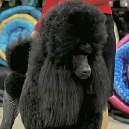 Gigi - Poodle