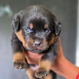 Boa - Black and mahogany male Rottweiler puppy in Salt Lake City, Utah from Snubnose Rottweilers LLC