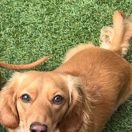 Aspen - Dachshund