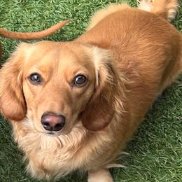 Aspen - Dachshund
