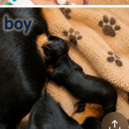 Boy 4 - Chocolate and tan male Dachshund puppy in Michigan from Amberly's Dachshunds