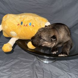 Havarti - Sable male German Shepherd puppy in Magnolia, Texas from K & Q Shepherds