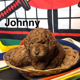 Johnny - Red male Cavapoo puppy in Chelan, Washington from North Cascades Doodles