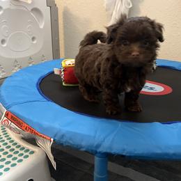 Chocolate White Markings Male - Chocolate male Havanese puppy in Monahans, Texas from Homeward Havanese, LLC