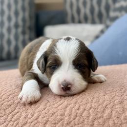 Annabelle - Chocolate merle female Bernedoodle puppy in Springville, Utah from Oodles of Bernedoodles
