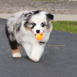 Miniature Australian Shepherd Puppies from Parsons Place Aussies