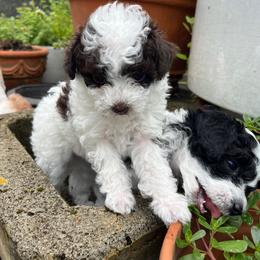 Girl 1 - Parti female Poodle puppy in Sharon, Connecticut from LittleBear Poodles