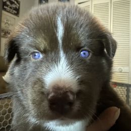 Siberian Husky Puppies from Southern Siberian Huskies of SW Florida