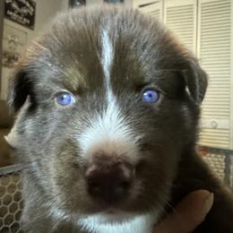 Siberian Husky Puppies from Southern Siberian Huskies of SW Florida