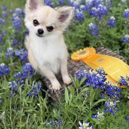 Mima - Chihuahua