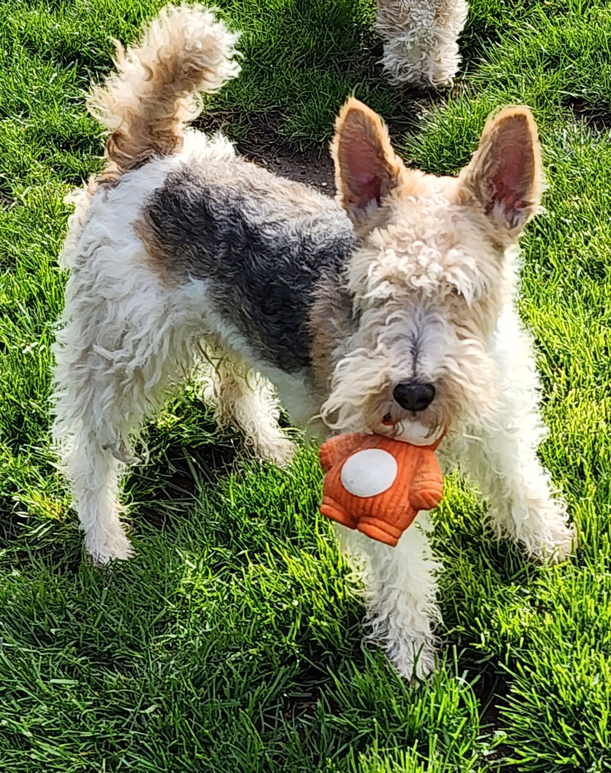 Brier - Wire Fox Terrier