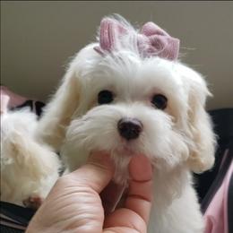 Daisy - White female Maltipoo puppy in Crestview, Florida from Little Cupcakes and Little Pumpkins Maltipoos