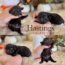 Hastings - Brown male Cockapoo puppy in Lafayette, Louisiana from Kinkade Kennels