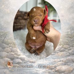 Selah - Red  female Goldendoodle puppy in Canton, Georgia from Teddy Puppies