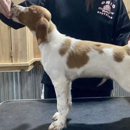 Teddy - Orange and white Brittany puppy in Vermilion, Ohio from Sandstone Brittanys