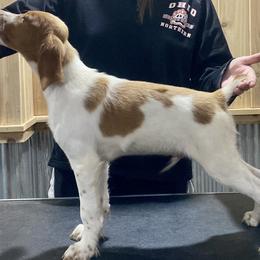Teddy - Orange and white Brittany puppy in Vermilion, Ohio from Sandstone Brittanys