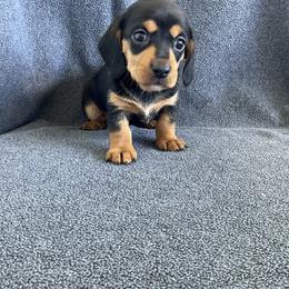 Girl 345786 - Black and tan female Dachshund puppy in Spring Hope, North Carolina from Hogan’s Lowrider Hounds