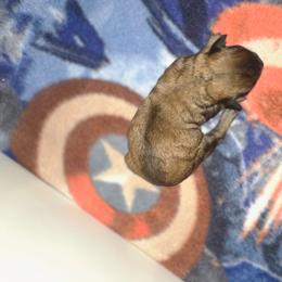Male 1 - Red sable male Havapoo puppy in Medina, Ohio from Momma's Minis