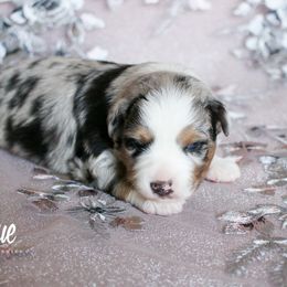 Australian Shepherd and Miniature Australian Shepherd Puppies from Painted Blue Aussies