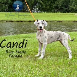 Candi - Merle female Great Dane puppy in Prairieville, Louisiana from Southern Barron Danes & Dachshunds