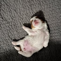 Girl 2 - Liver and white female Shih Tzu puppy in Allendale, Michigan from Rooks' Shih Tzus