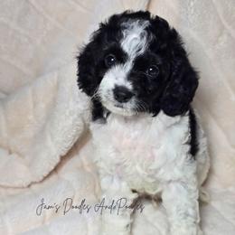 Orchid - Black and white male Cockapoo puppy in Cleveland, Georgia from Jam's Doodles And Poodles