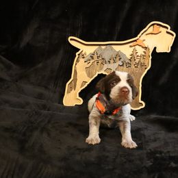 Girl 4 - Brown and gray female Wirehaired Pointing Griffon puppy in Afton, Wisconsin from Daehler's Wirehaired Pointing Griffons