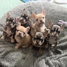 French Bulldog puppies from Smooshy Puppers
