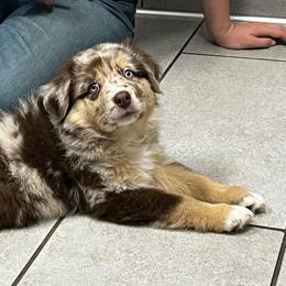 Kiss - Red merle female Australian Shepherd puppy in Piedmont, Oklahoma from HeartDriven Aussies